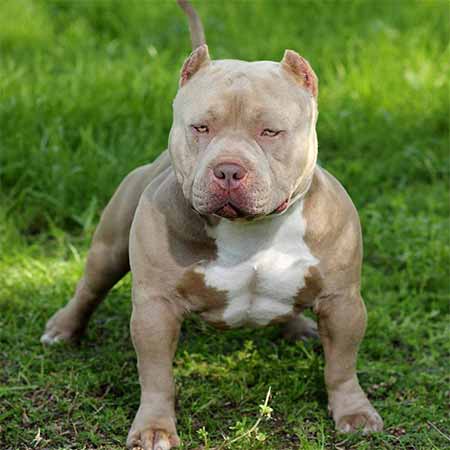 Breeds – World Bully Registry – WBR