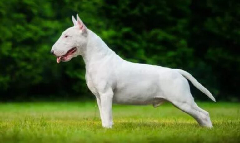 Bull Terrier world bully registry