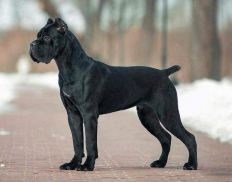 cane corso world bully registry