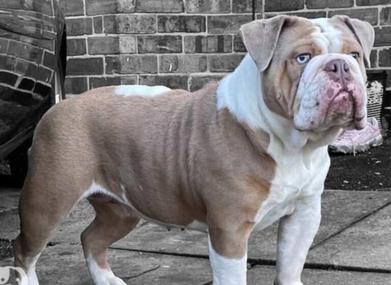 english bulldog world bully registry